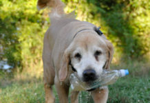 Will technology eliminate the need for animal testing in drug development?