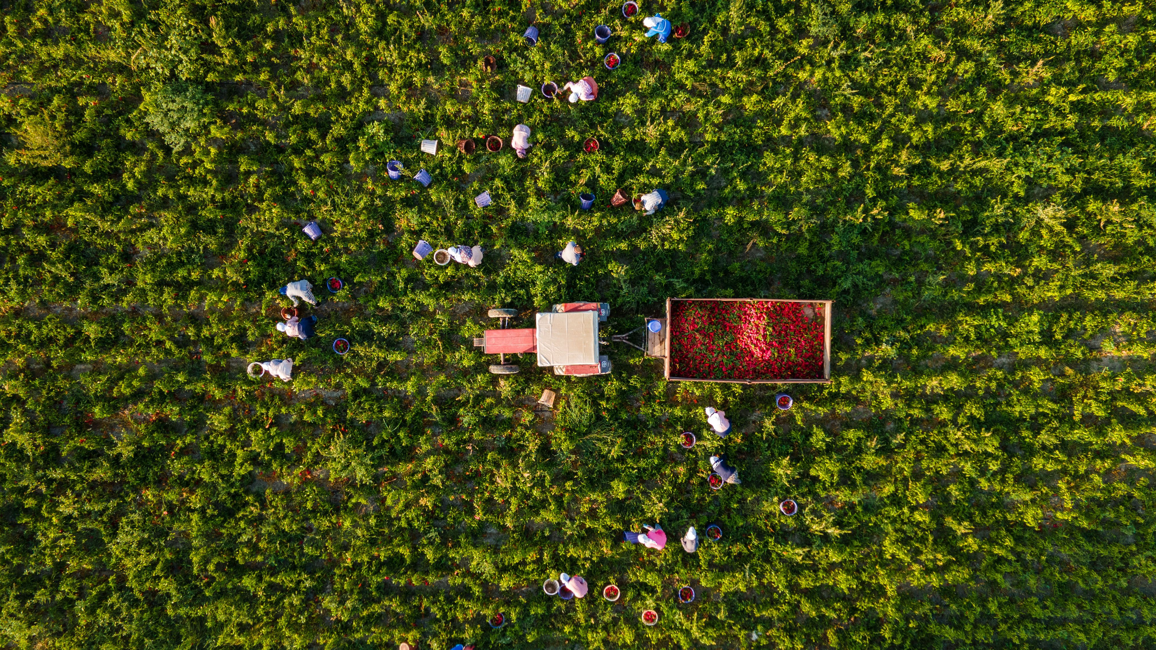 Complete List of Agriculture (Farming, Animal Husbandry, Horticulture) AI Tools & AI Software