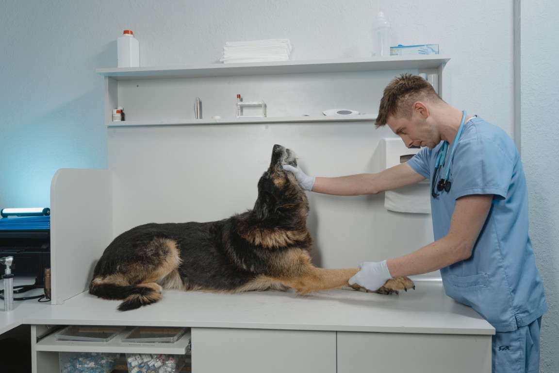 AI in Veterinary Clinics: 20 Ways Artificial Intelligence Is Transforming Veterinary Healthcare