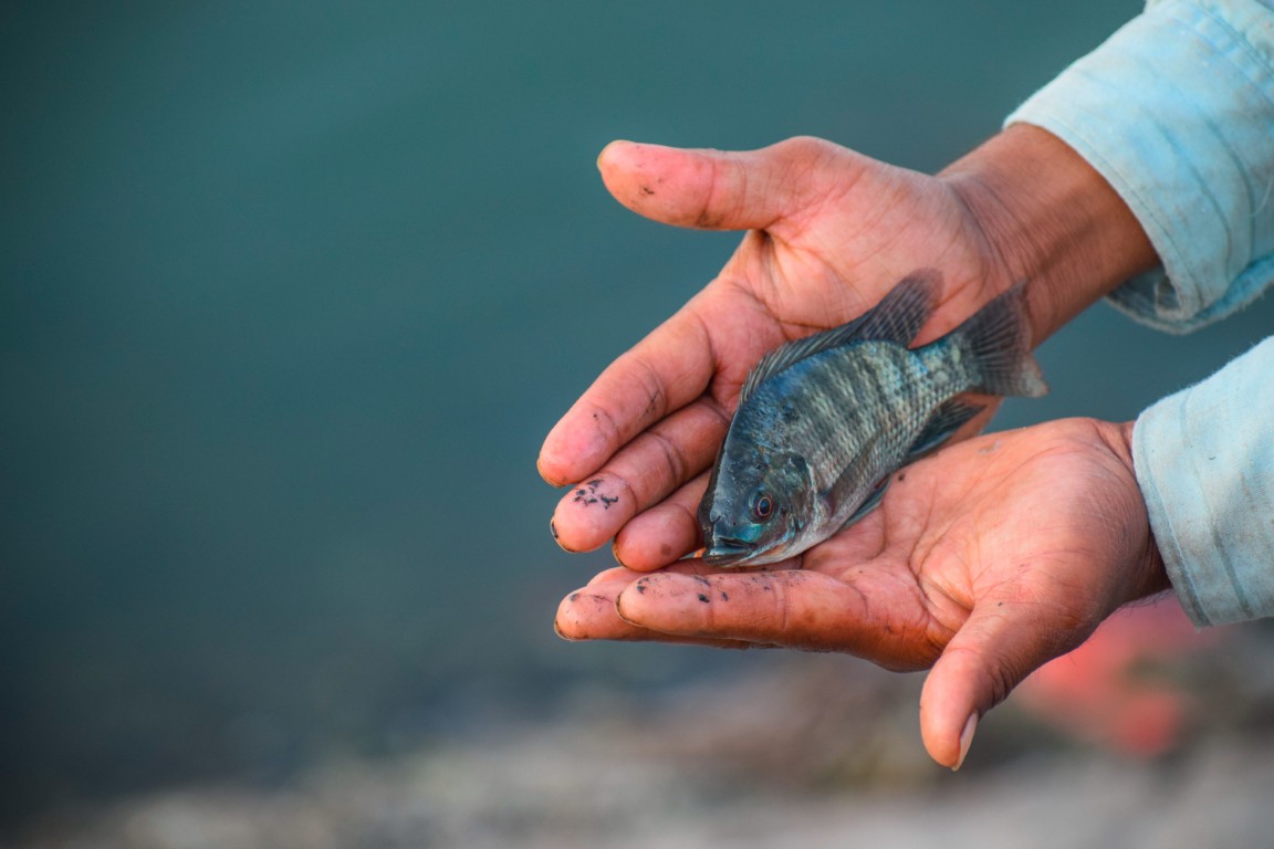 AI for Fisheries: How Artificial Intelligence Can Improve Yield, Sustainability and Profitability